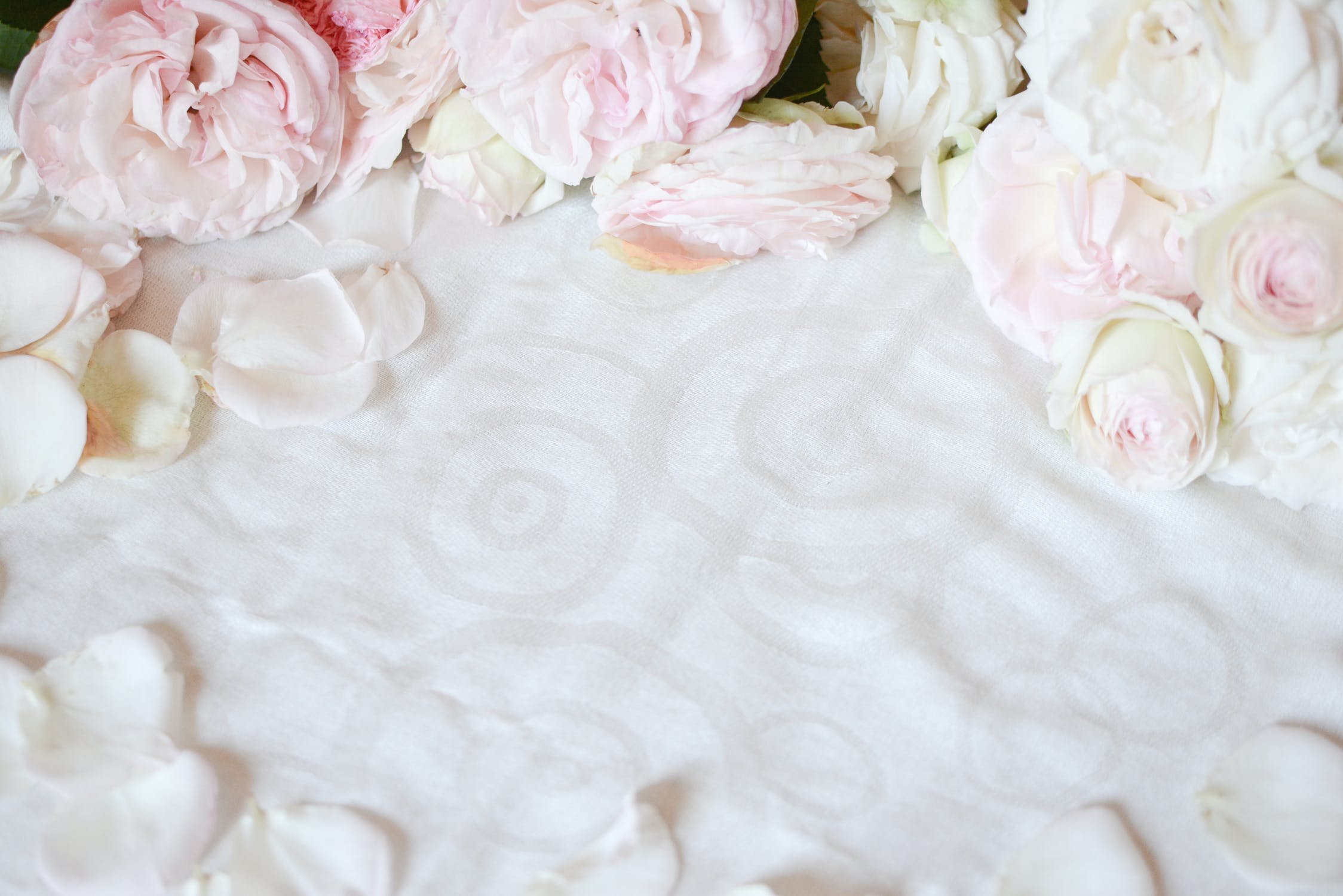 Лепестки роз на белом фоне