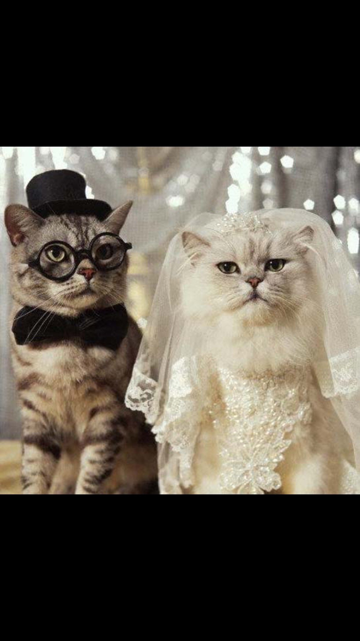 Свадьба котиков