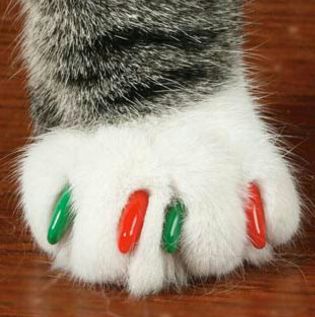 Сколько у кошки ногтей. Ноготочки для кошек. Маникюр с кошками. Пушистые ногти. Накладки на когти для кошек.