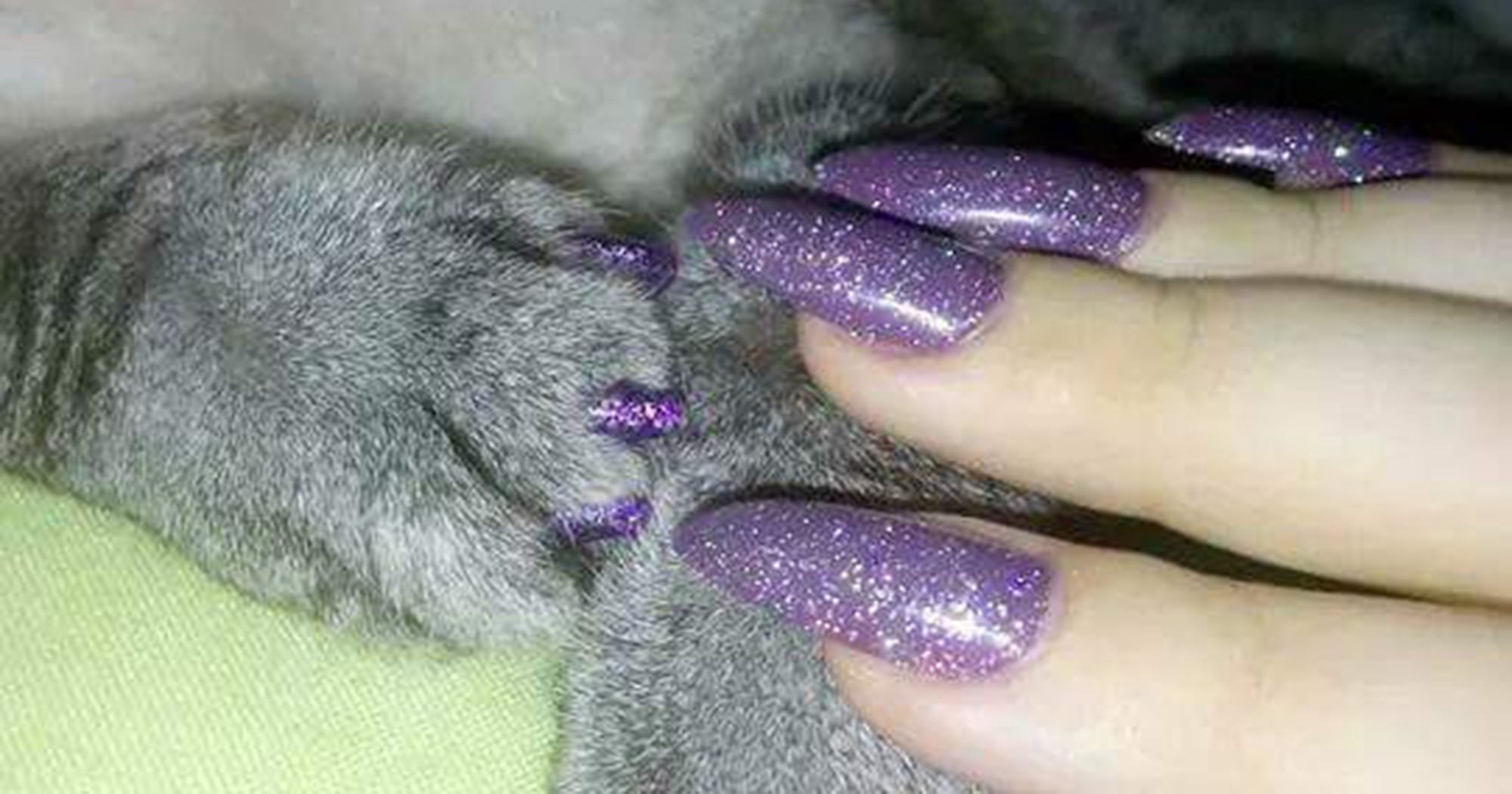 Сколько у кошки ногтей. Маникюр с кошками. Ногти когти. Ноготочки для кошек. Маникюр кошачьи когти.