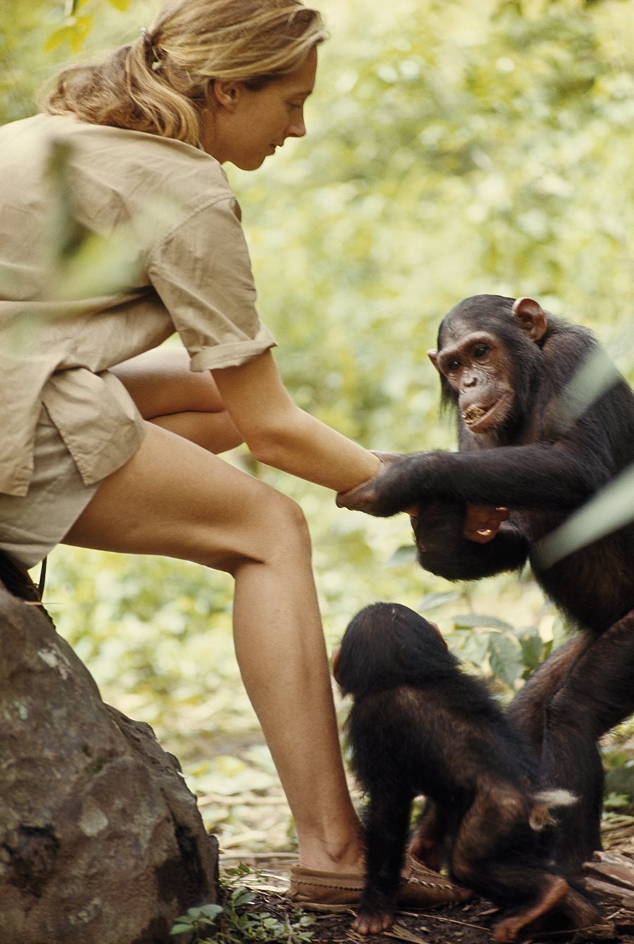 Джейн Гудолл с обезьянами