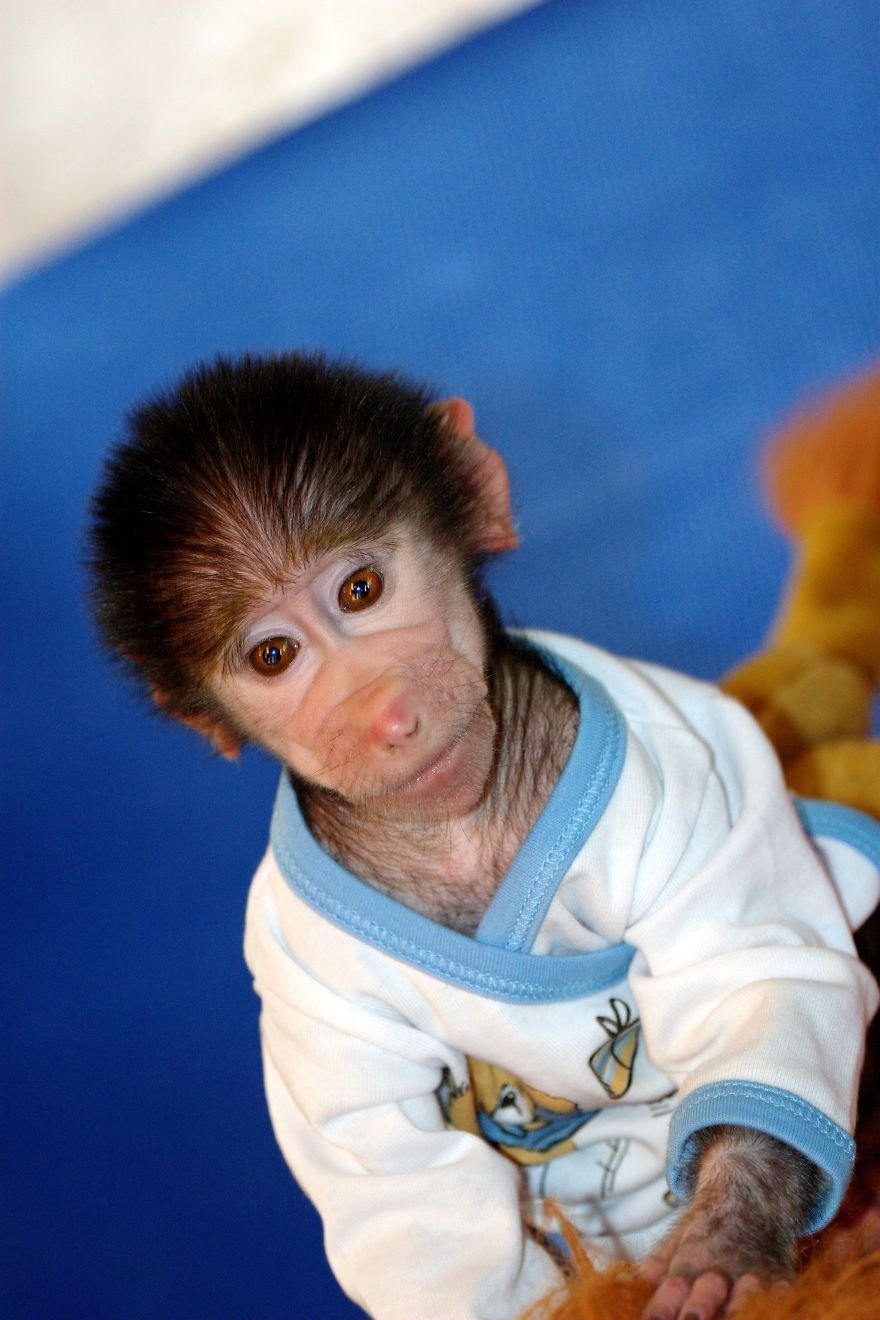 Сколько живут обезьяны в домашних. Карликовый капуцин. Капуцин обезьяна. Домашние обезьянки. Самая маленькая обезьянка.