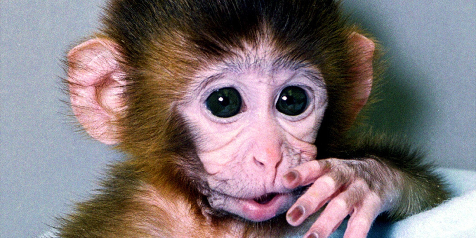 Ушастая обезьяна. Красивая обезьянка. Маленькие обезьянки. Обезьяна с большими ушами.
