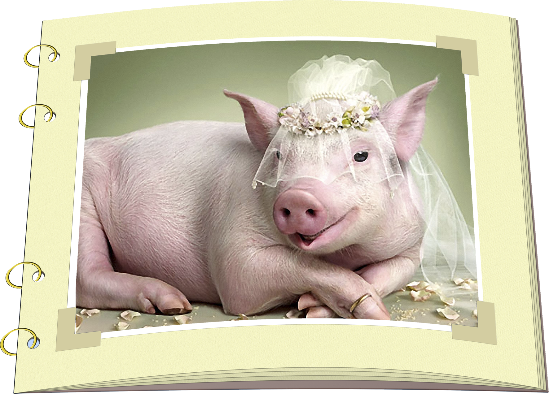 Известная свинка. Свинья. Свинья невеста. Поросята. Свинья в фате.