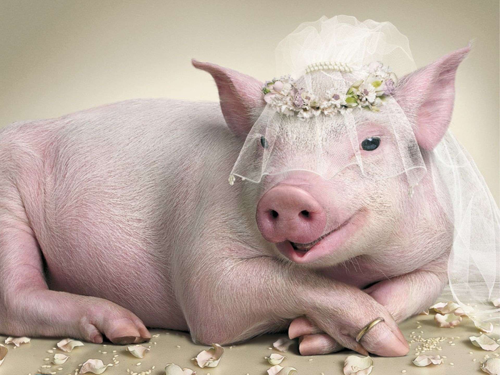Смешные свинки картинки. Свинья невеста. Смешные свиньи. Красивая свинья.