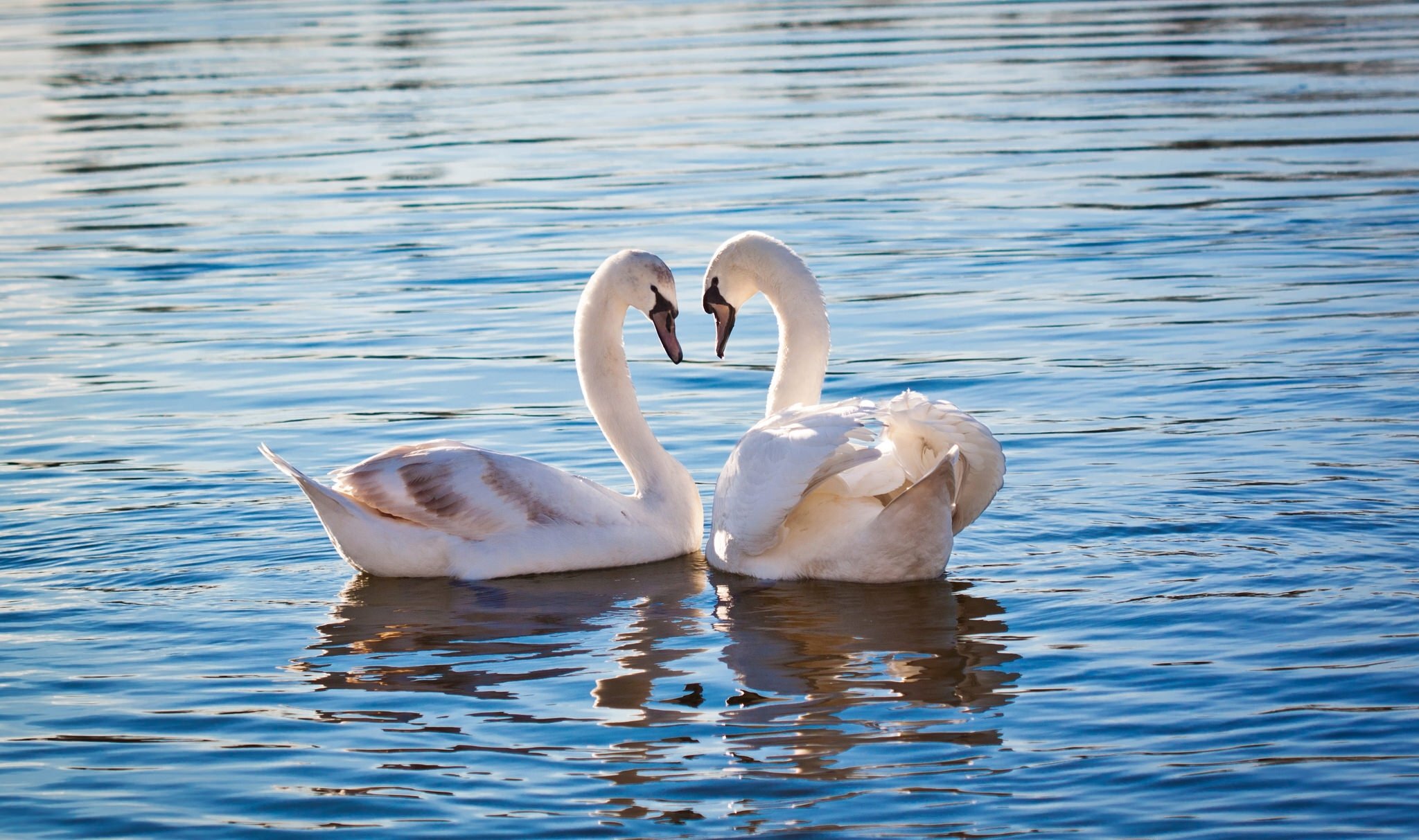 Счастье и верность. Два лебедя. Пара лебедей. Лебедь на воде. Лебеди на озере.