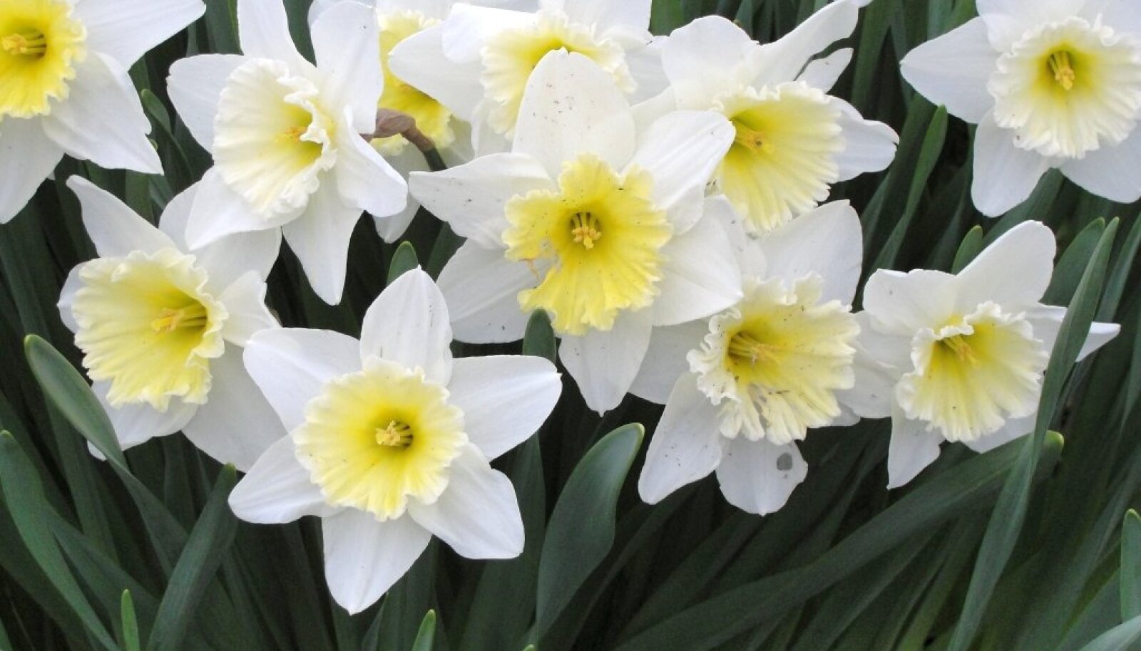 Нарцисс цветочный. Нарцисс (Narcissus). Нарцисс Гелиос. Нарцисс Уинстон Черчилль. Нарцисс сорт бейби Блю.