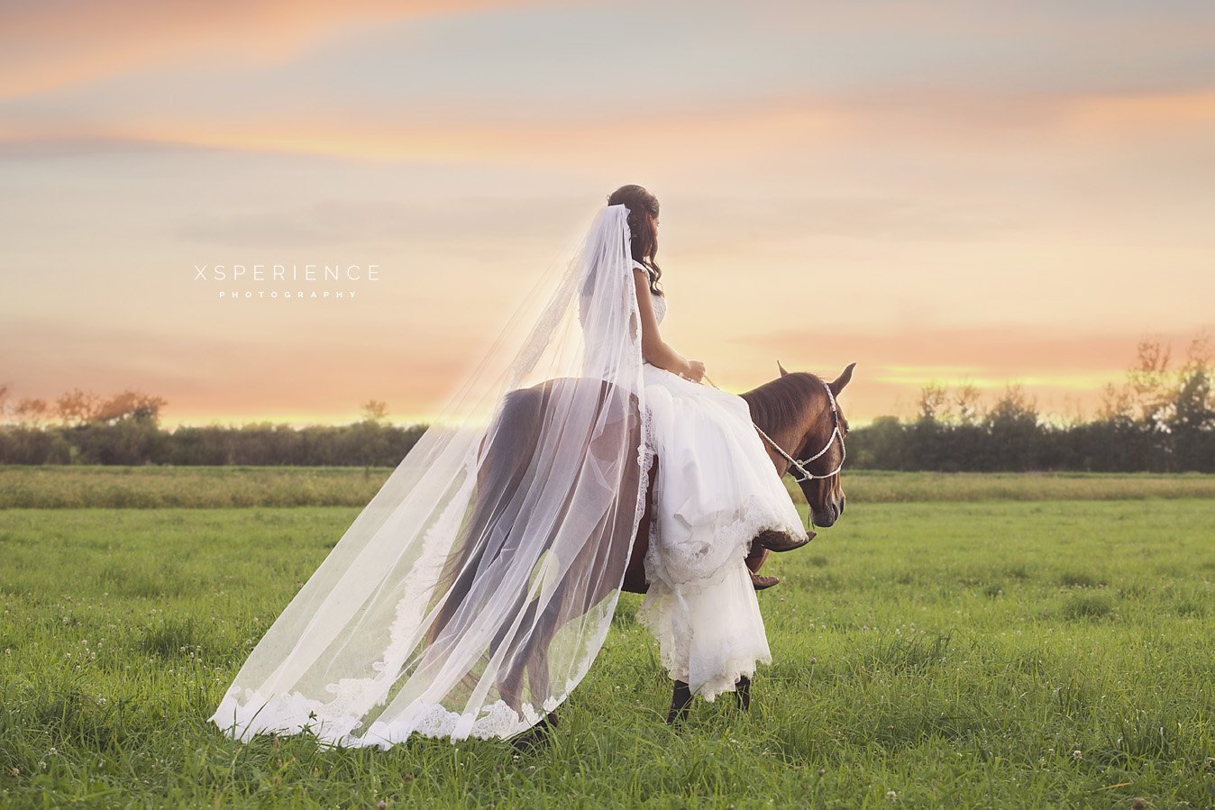 Конь жених. Невеста на лошади. Жених и невеста на лошадях. Свадебная фотосессия с лошадьми. Невеста верхом.