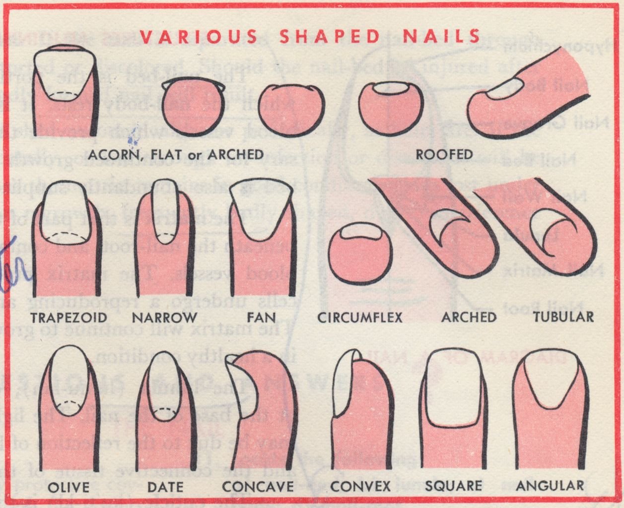 Как подобрать форму ногтей. Формы ногтей. Форма ногтевой пластины и маникюр. Форма ногтей для маникюра. Формы ногтей схема.