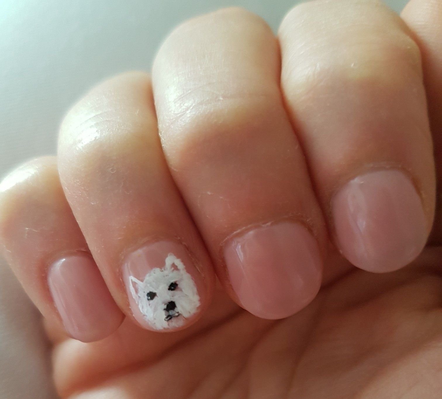 Лапа собаки на ногтях