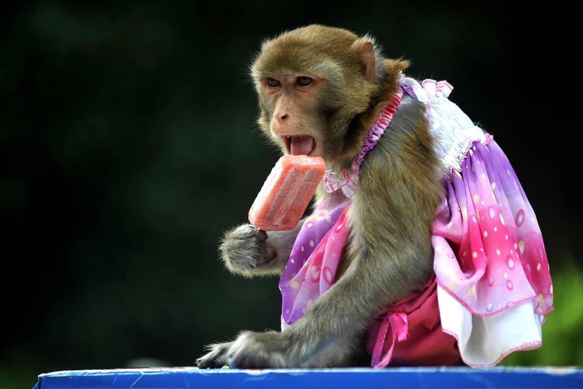 Фото смешной обезьянки. Обезьяна в платье. Обезьянка девочка. Фото обезьяны. Гламурная обезьяна.