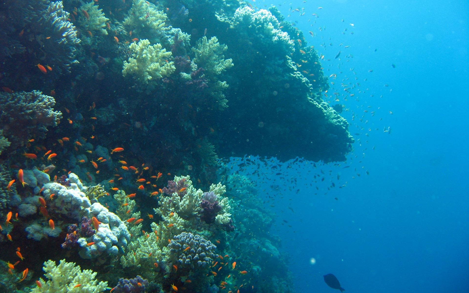 Жизнь в глубине моря. Эльфинстоун риф. Подводный риф риф. Океан под водой. Дно моря.