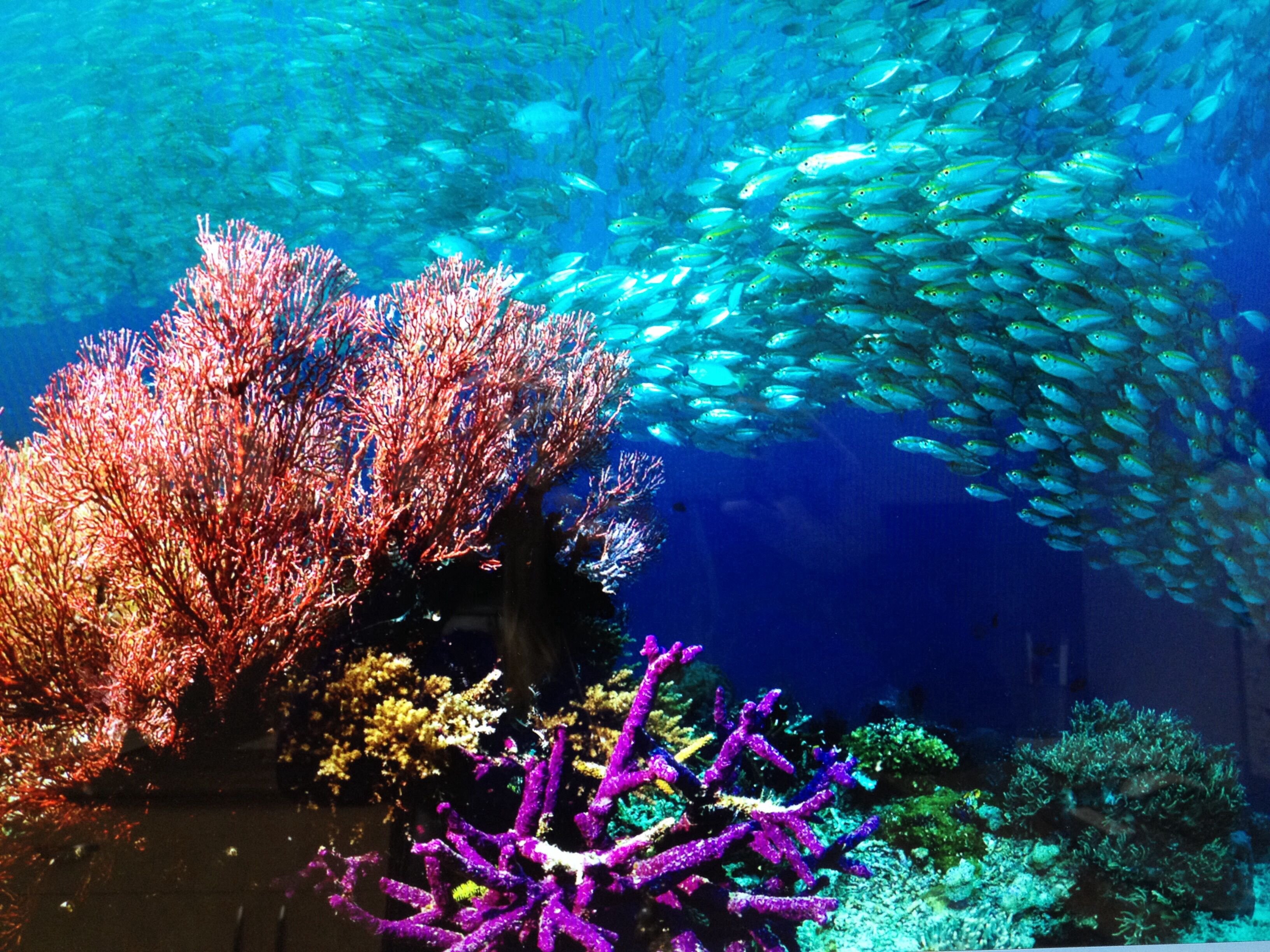 Индийский океан жизнь в океане. Рифы рас Мухаммед. Рас Мохаммед коралловые рифы. Коралловые рифы Средиземного моря.