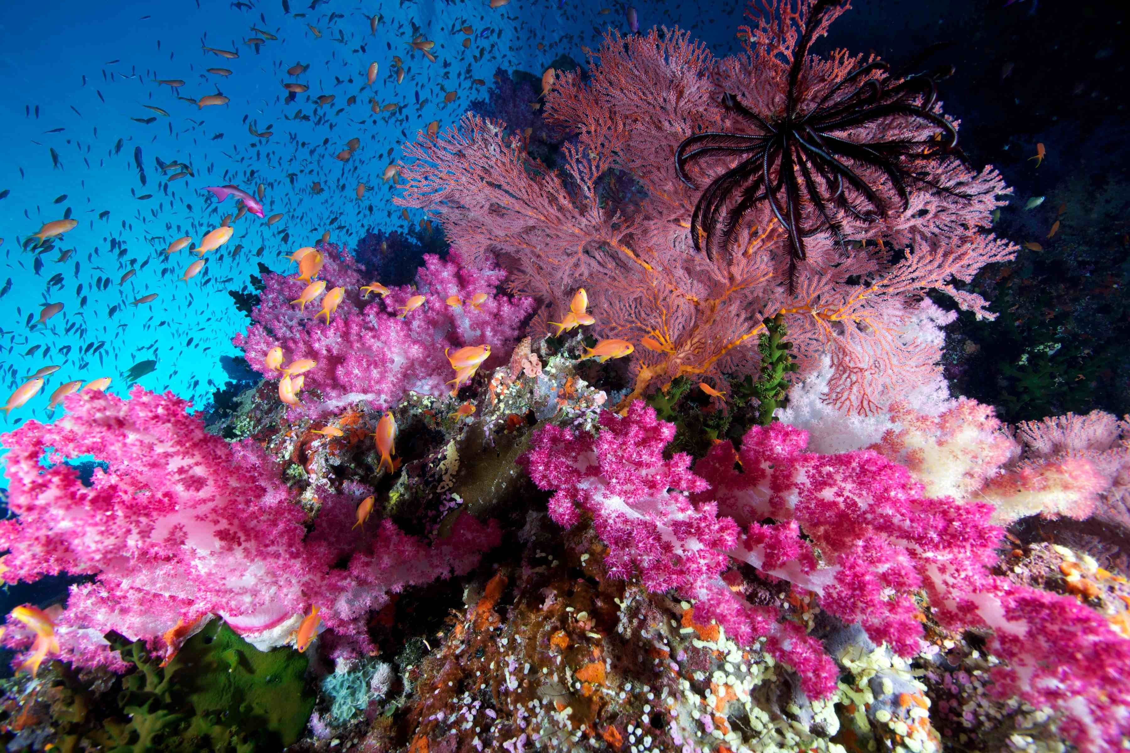 Природа подводный мир. Коралловые рифы Уванэ. Коралловые рифы Фиджи. Риф коралловый 54546. Коралловый риф кораллы.