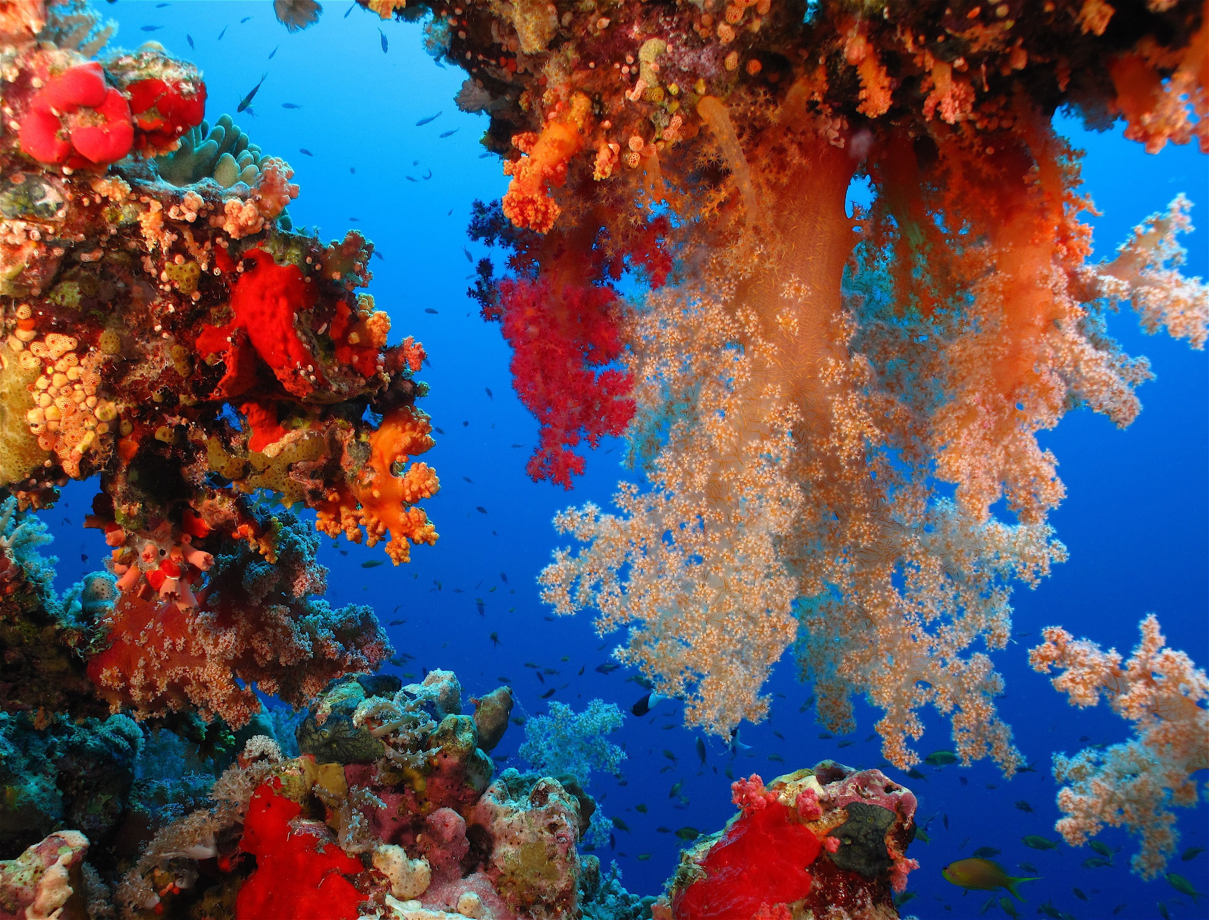 Красное море и военные. Коралловые рифы красного моря. Коралловые рифы Средиземного моря. Бразилия коралловые рифы. Цветение кораллов в Красном море.