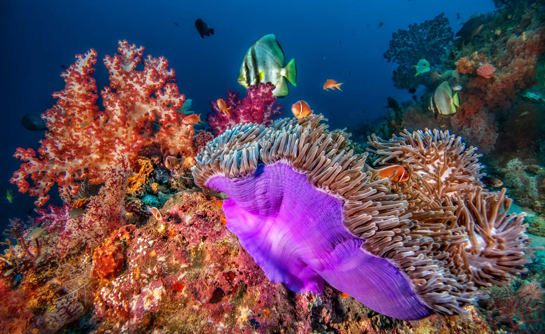 Коралловые рифы красота. Подводный риф риф. Бразилия коралловые рифы. Подводный мир кораллы.