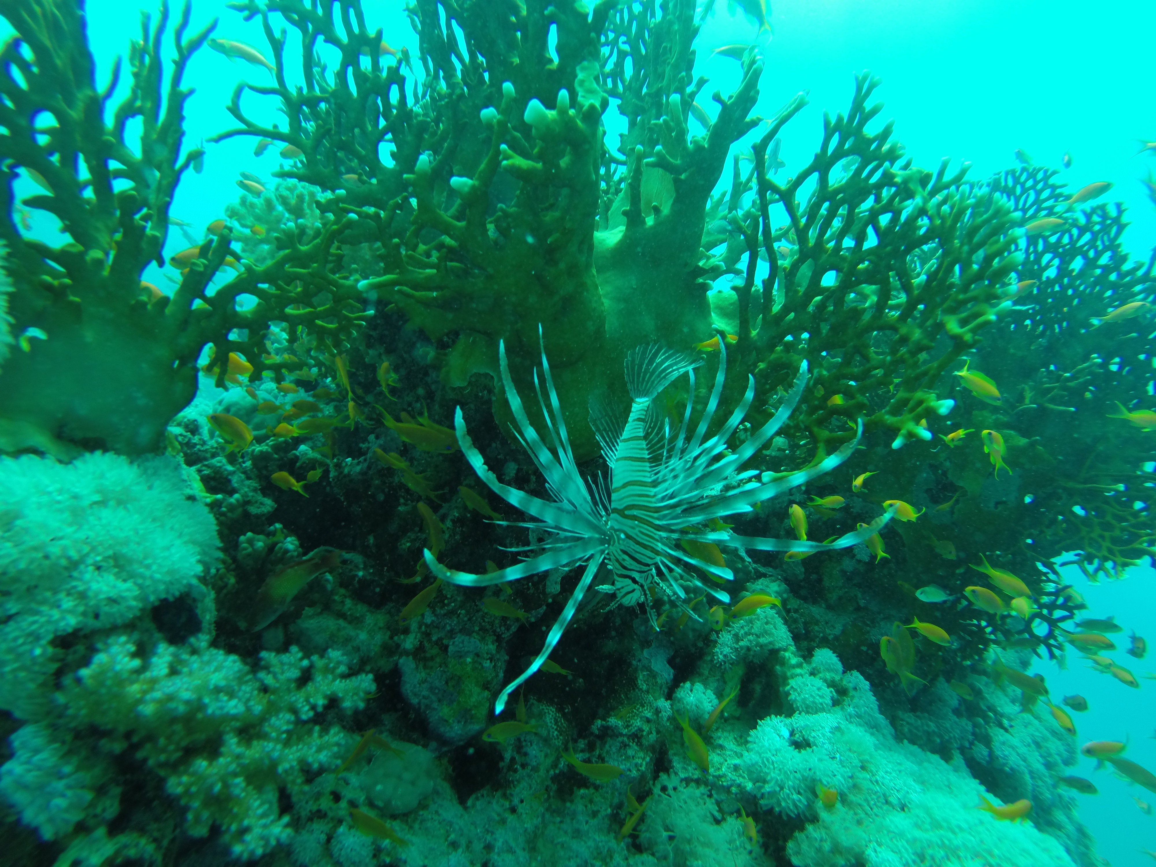 В воде рыбы водоросли. Бентосные водоросли. Водоросли в рифах. Подводные растения. Растения морского дна.
