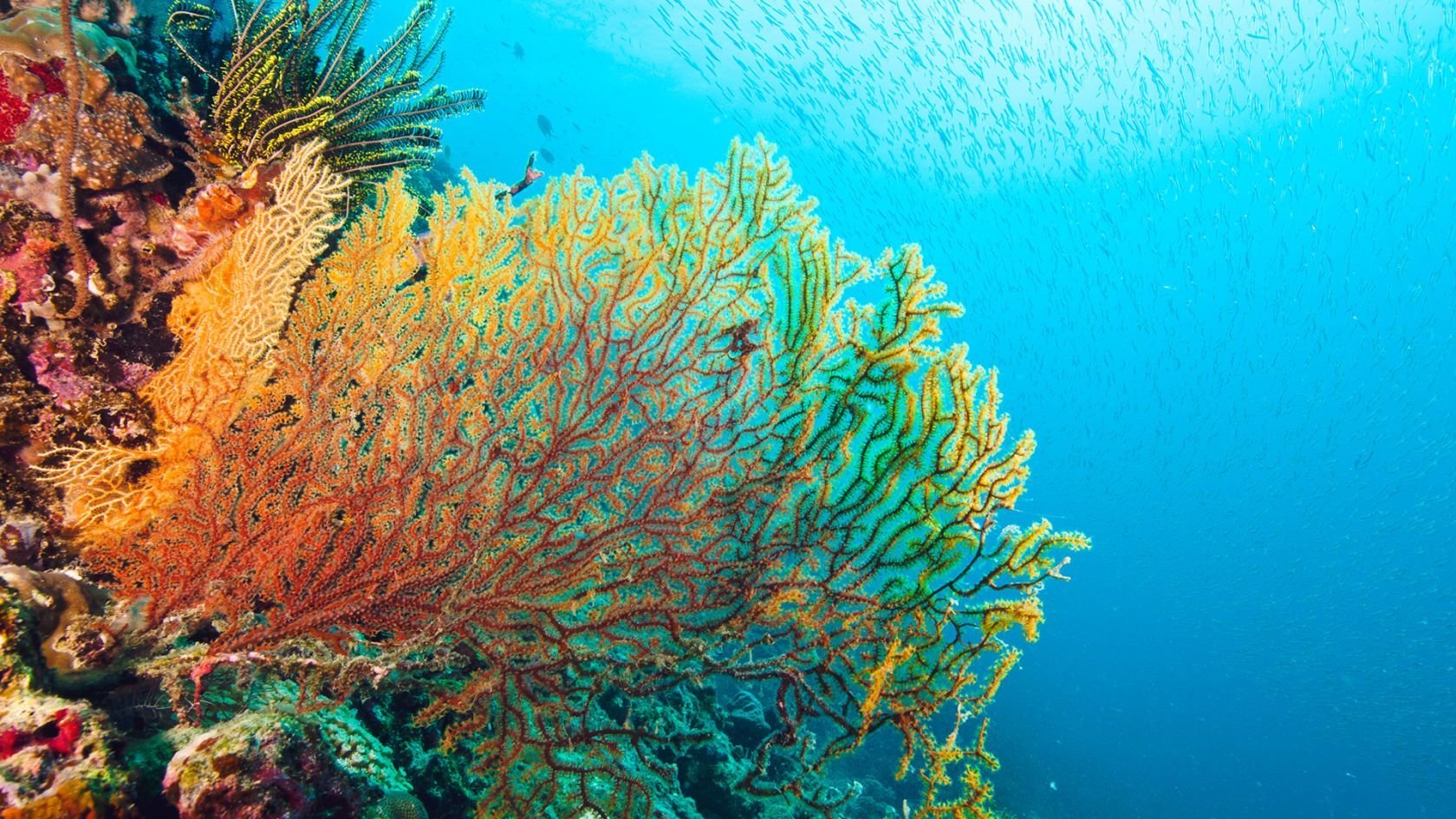 Водоросли кораллы. Большой коралловый риф в Австралии. Барьерный риф кораллы. Большой Барьерный риф коралловые полипы. Великий Барьерный риф Австралия.