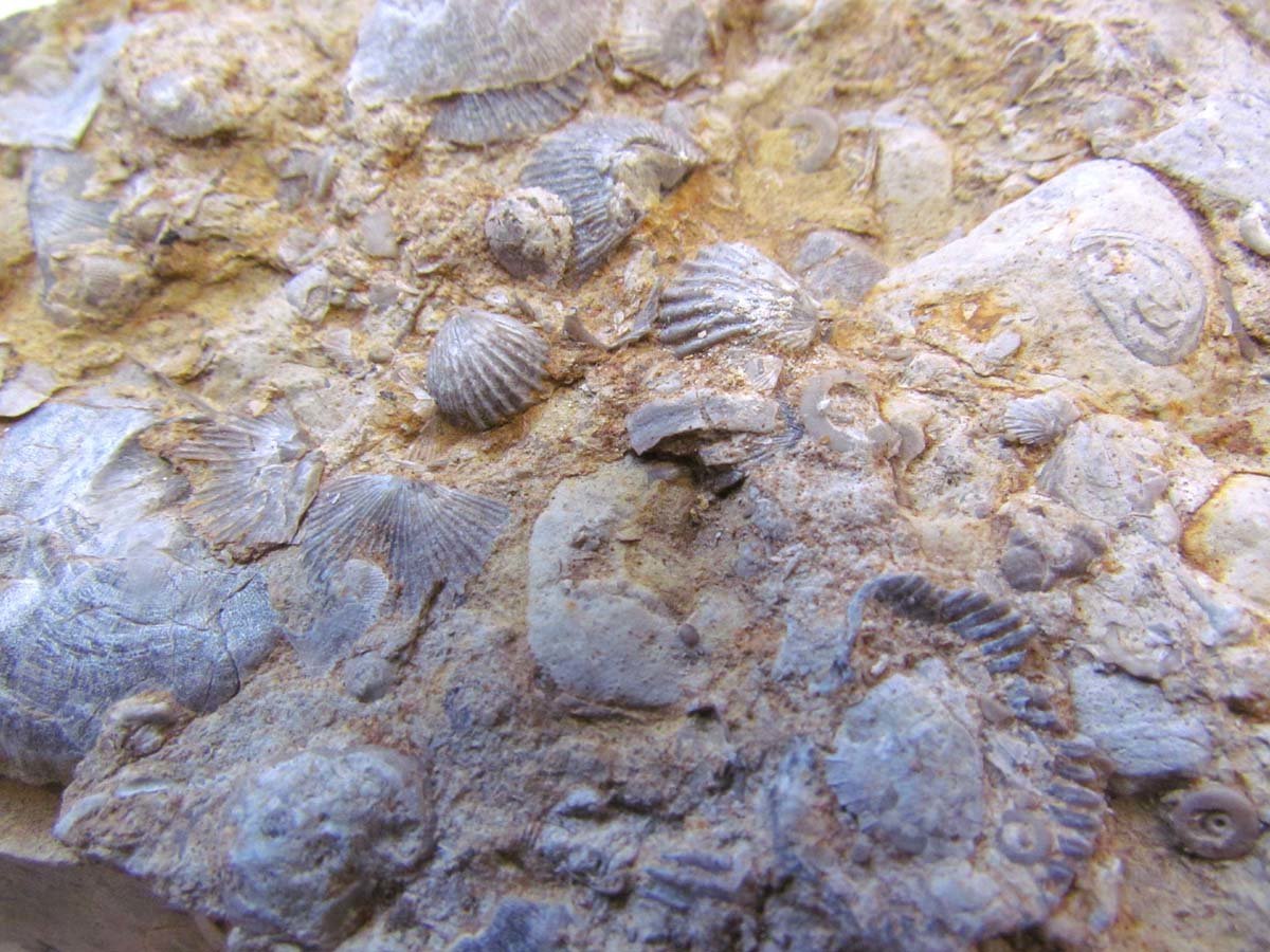 Моллюск в камне. Fossil окаменелости. Окаменелая морская раковина. Окаменелости девонского периода. Фораминиферы окаменелые.