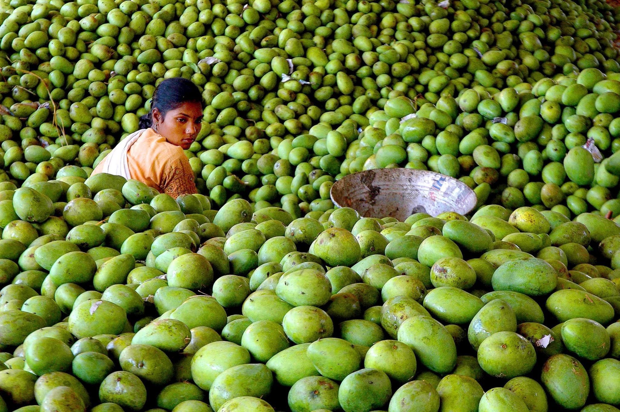 Манго шри ланка. Плантации манго Вьетнам. Плантация манго в Тайланде. Гуава Индия. Манго в Бангладеш.
