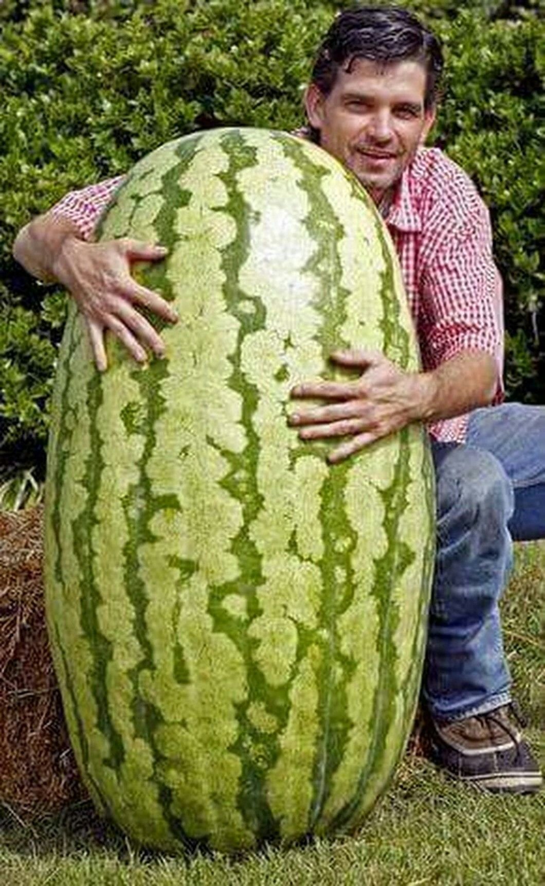 Широкий арбуз. Giant Watermelon 'Iwanaga giant' f1 Seeds. Ковун навлари. Хандалак ковун. Ковтун тарвуз.
