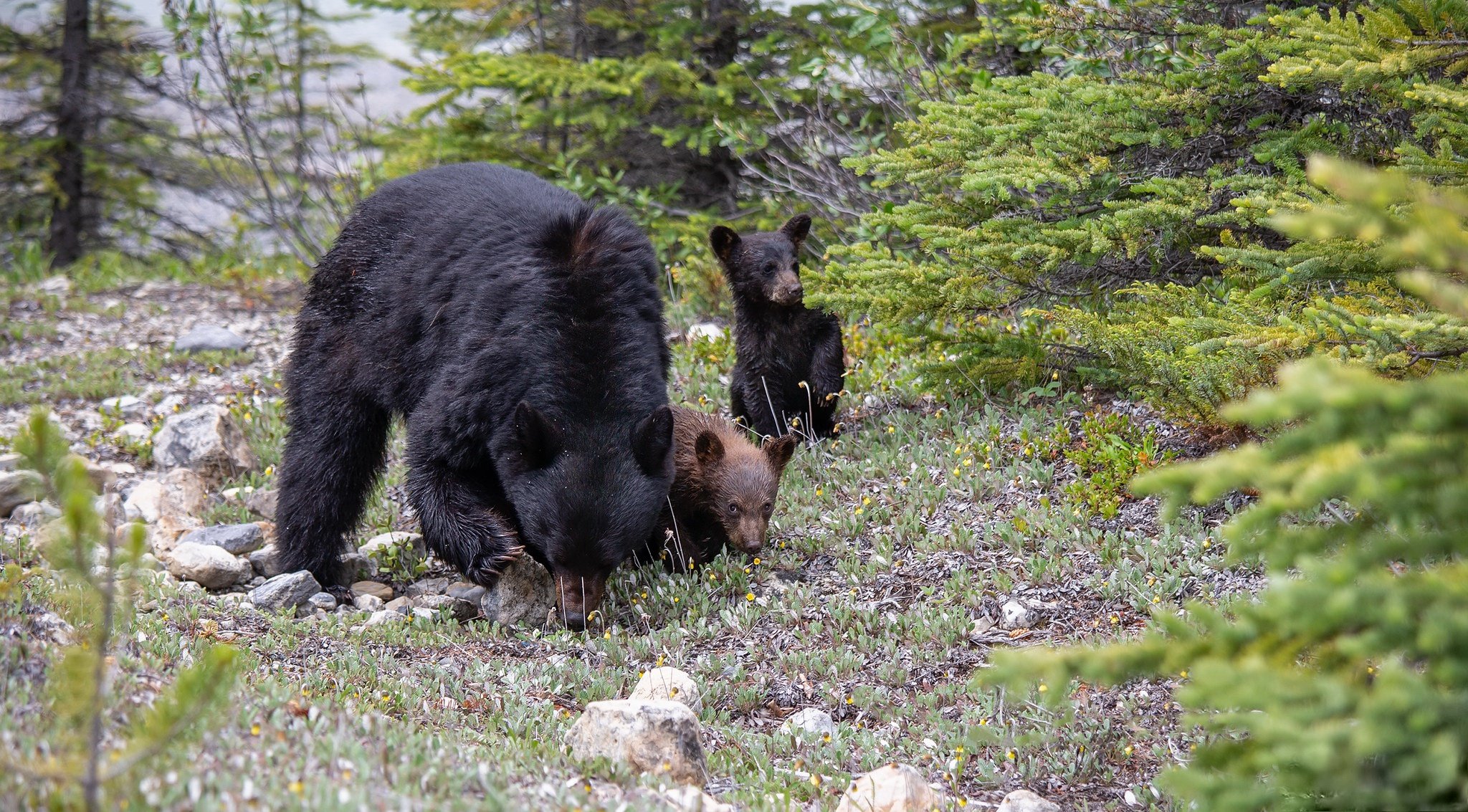 Какие отношения складываются между брусникой и медведем. Барибал медведь. Бурый медведь. Медведь и ягоды. Семейство Медвежьи.