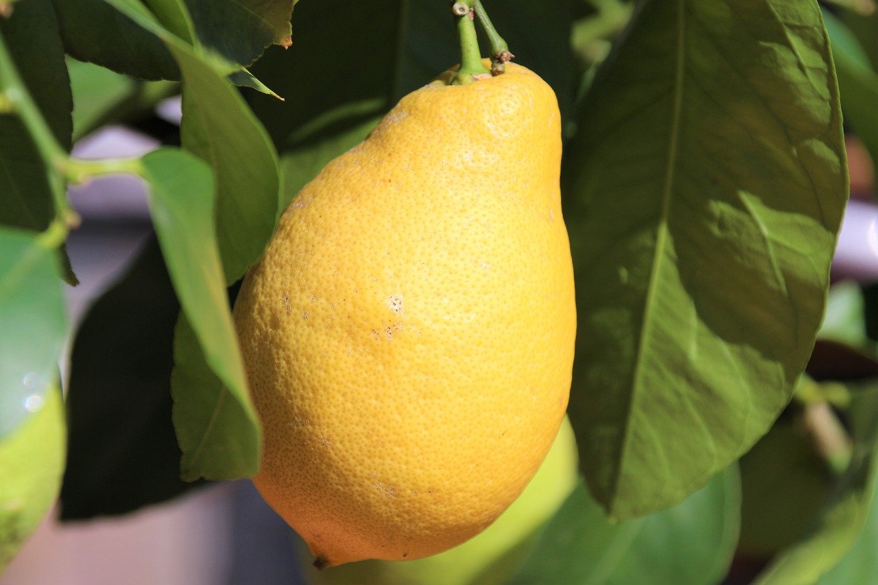Желтые фрукты названия. Желтый цитрус. Желтый цитрусовый фрукт. Лимон. Большой желтый фрукт.