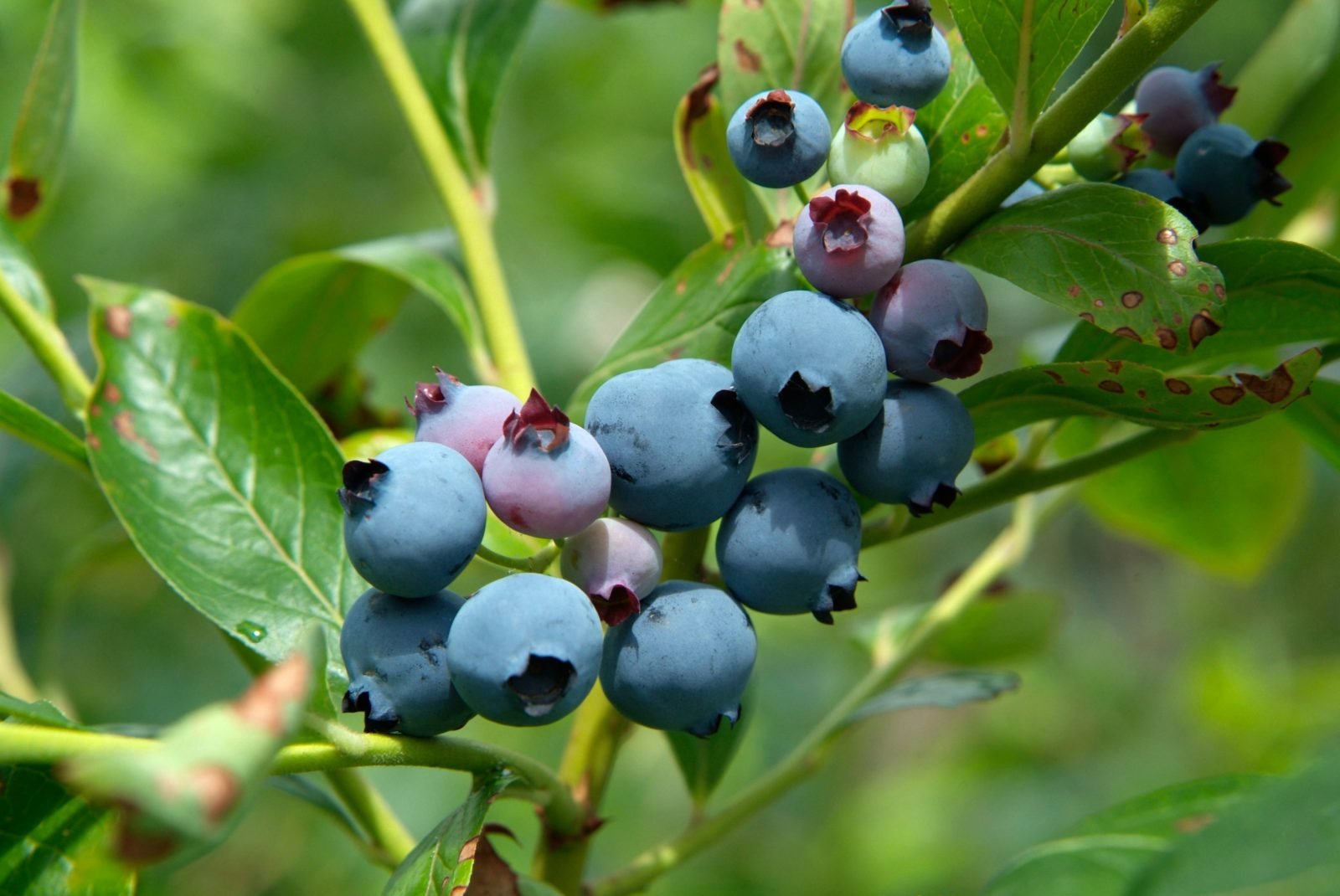 Маленькие черные ягоды. Голубика Атлантик. Blueberry how grow. Blueberries Bush in Bag. Mevali o'simliklar.