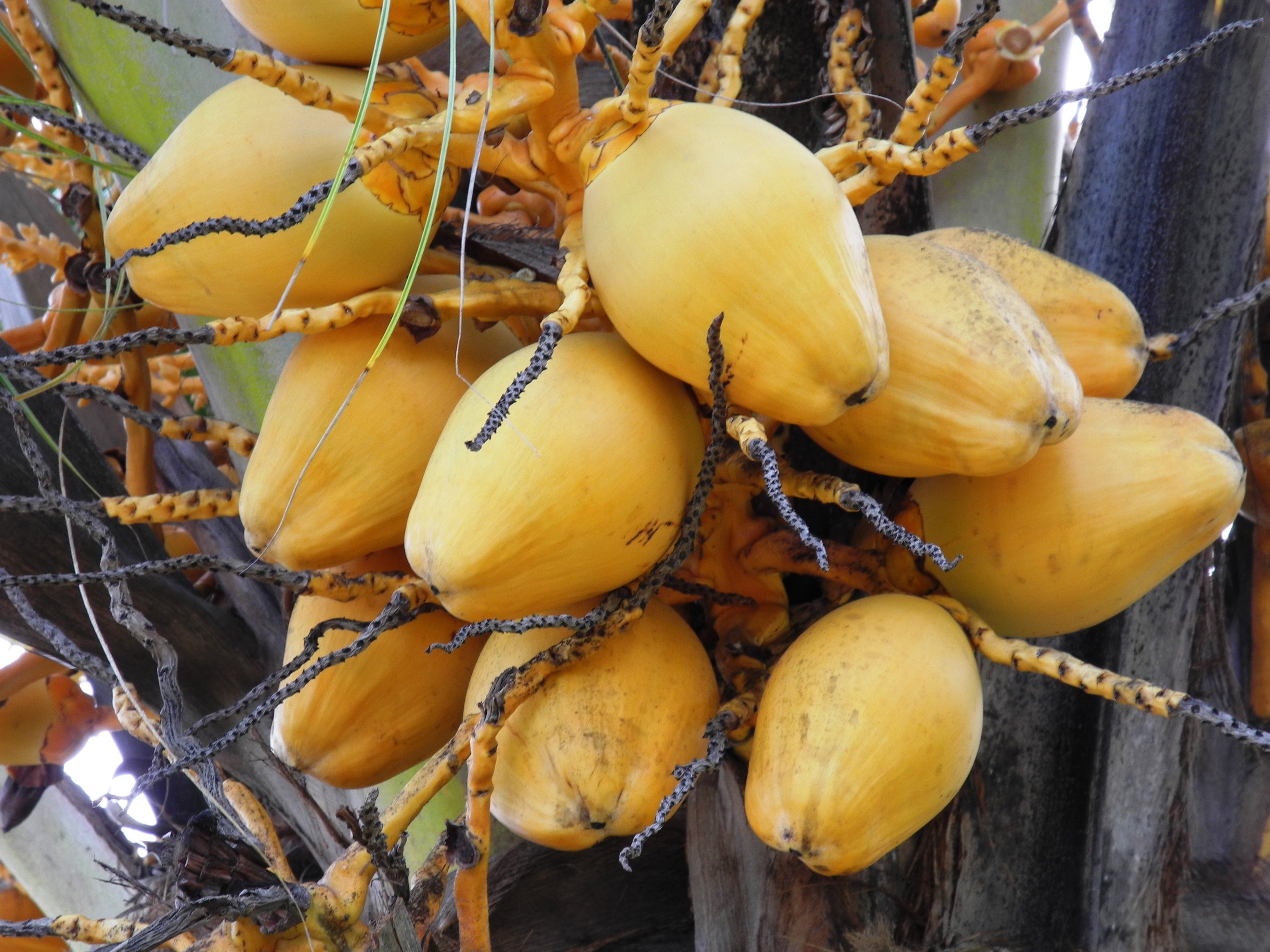 Желтые фрукты названия. Желтый экзотический фрукт. Желтый продолговатый фрукт. Тропический фрукт желтого цвета. Дерево с желтыми плодами.