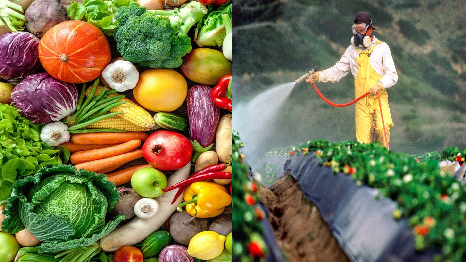 Почему люди овощи. Продукты овощи. Органические фрукты и овощи. Органические продукты. Органическое сельское хозяйство.