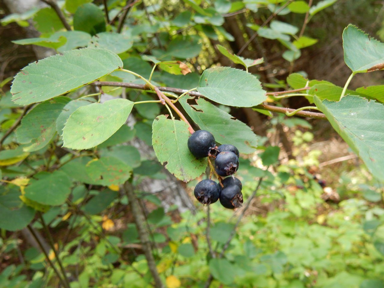 Черные ягоды в лесу. Дерево с маленькими черными ягодами. Черные ягоды на деревьях в лесу. Ягода в огороде черная мелкая. Черная ягода с косточкой.