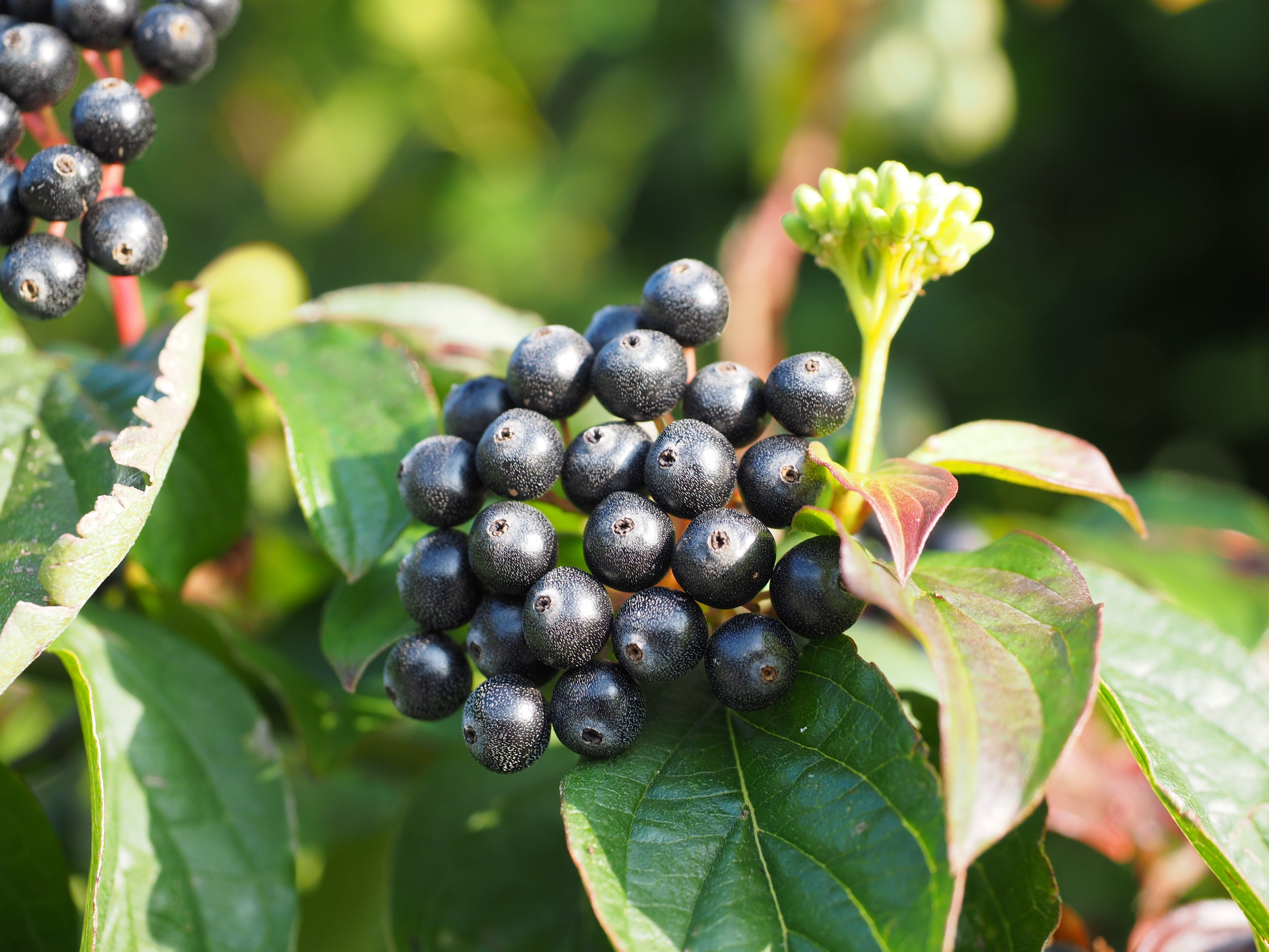 Деревья со съедобными плодами. Бузина черноплодная. Cornus sanguinea. Дерен дикий с черными ягодами.