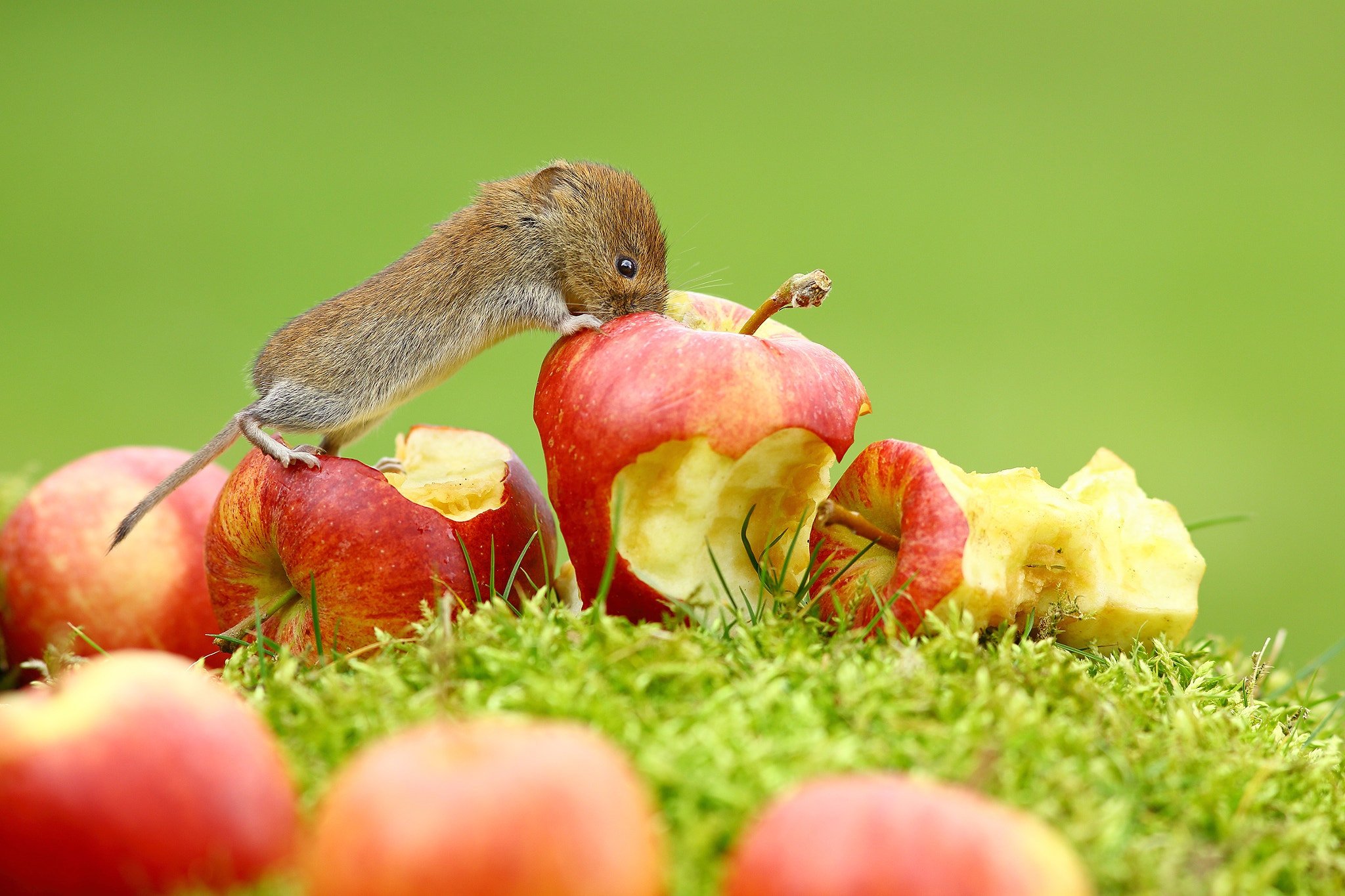 Фруктовая мышь. Животные питающиеся фруктами. Животные с яблоками. Животные, питающиеся фруктами и ягодами.