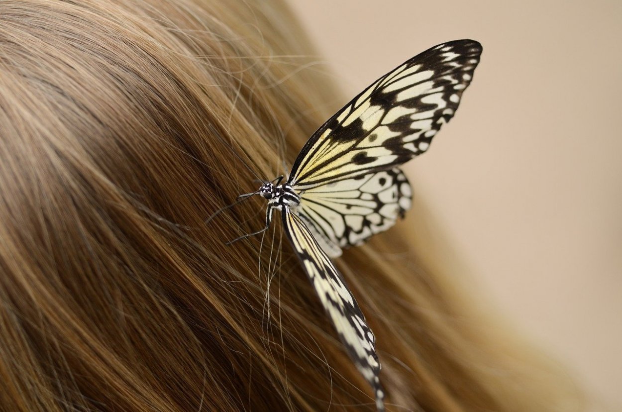 Бабочки в волосах. Мотыльки в волосах. Прическа бабочка. Стрижка бабочка на длинные волосы. Стрижка волос бабочка
